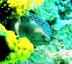 Giant moray by Yakout Hegazy 